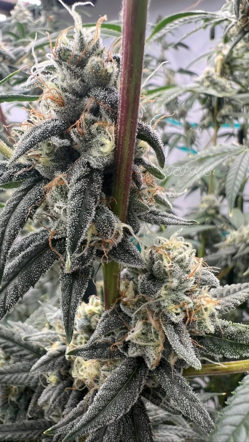 People Under The Stairs - Topanga Canyon Pure Kush (S1) - Image 3