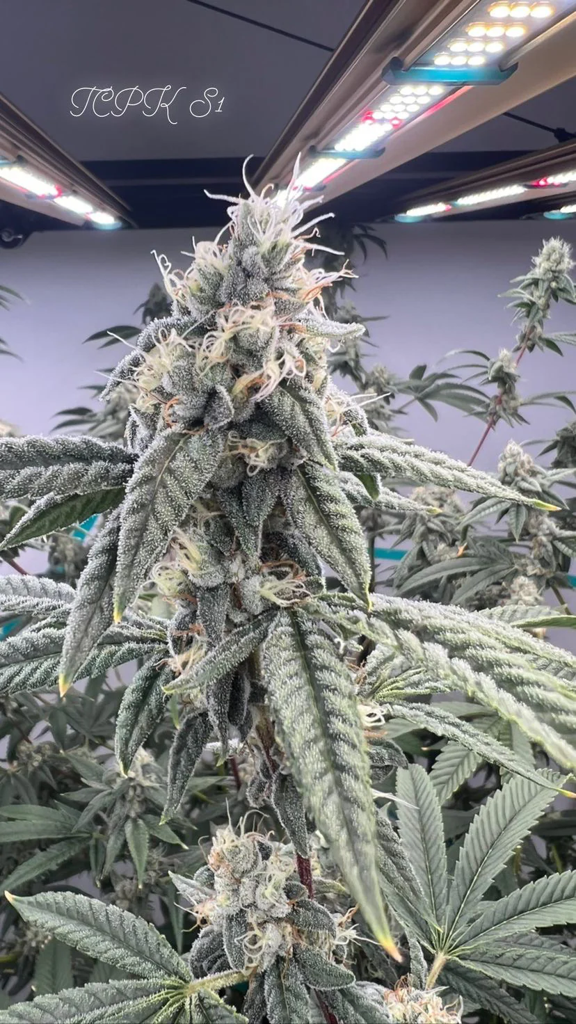 People Under The Stairs - Topanga Canyon Pure Kush (S1) - Image 4