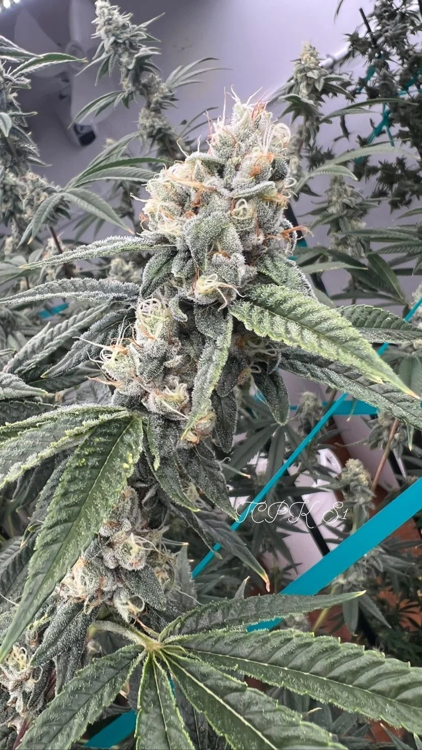 People Under The Stairs - Topanga Canyon Pure Kush (S1) - Image 5