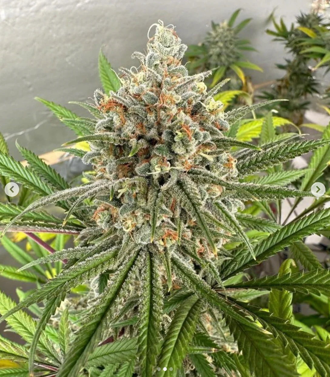 Santa Cruz Goat Farm - Dream Killer (F)