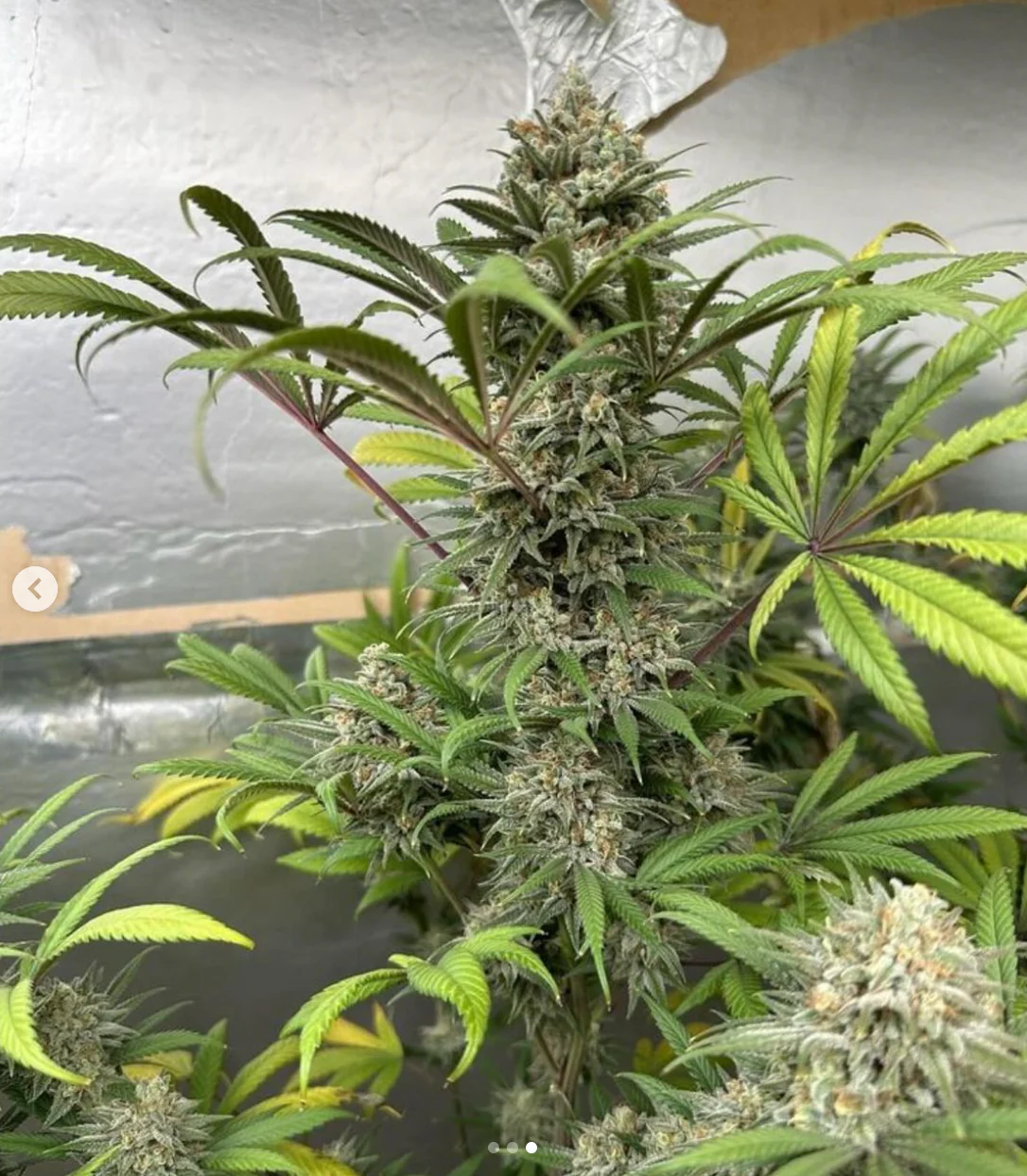 Santa Cruz Goat Farm - Dream Killer (F) - Image 2