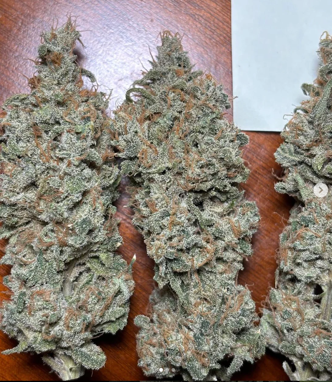 Santa Cruz Goat Farm - Dream Killer (F) - Image 3