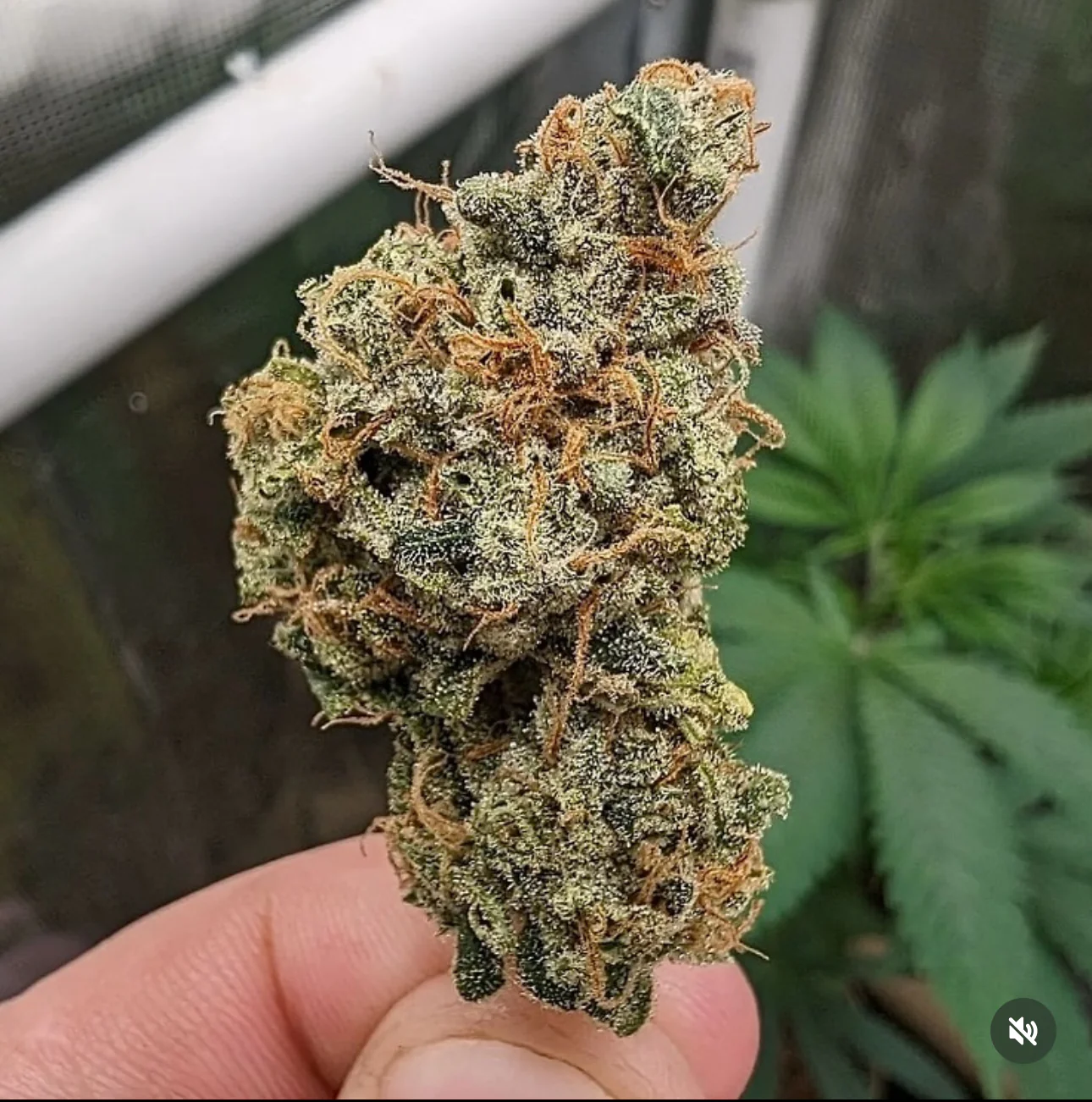 Santa Cruz Goat Farm - Dream Killer (F) - Image 4