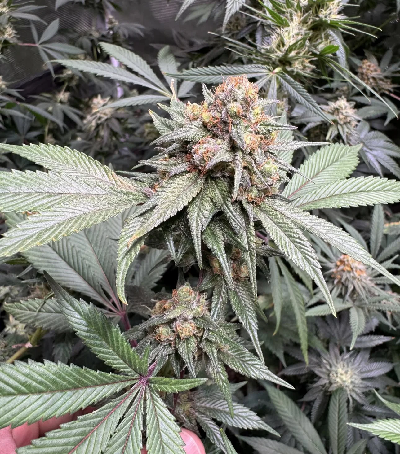 Santa Cruz Goat Farm - G-Train - Image 3