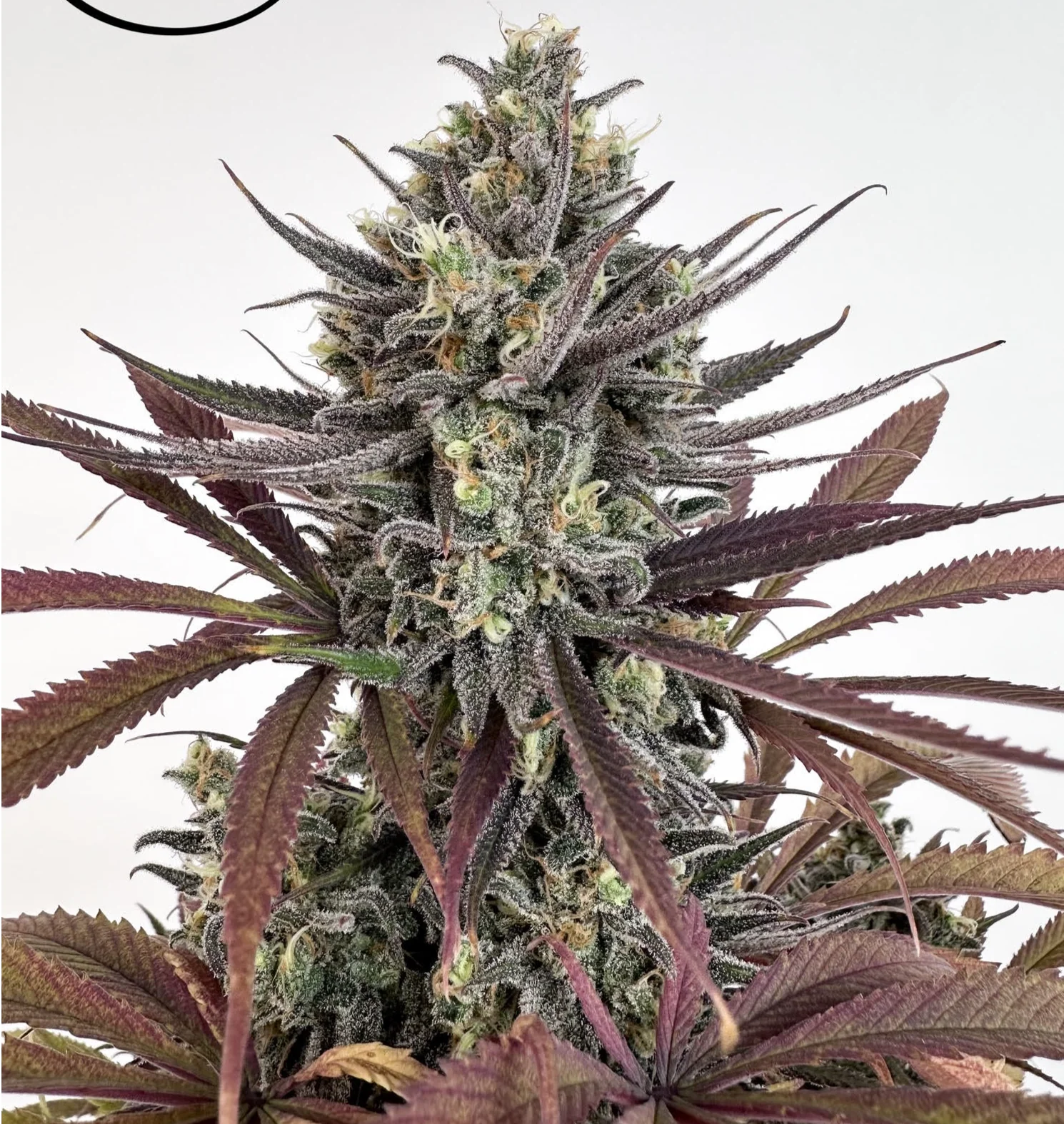 Santa Cruz Goat Farm - Monterey Bay Dream BX1 (F)