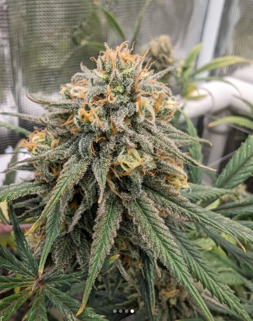 Santa Cruz Goat Farm - Wet Dreams (F) - Image 2