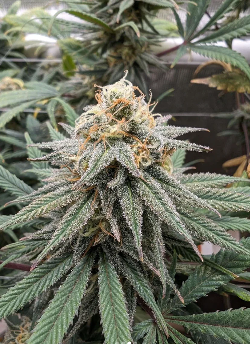 Santa Cruz Goat Farm - Wet Dreams (F) - Image 3