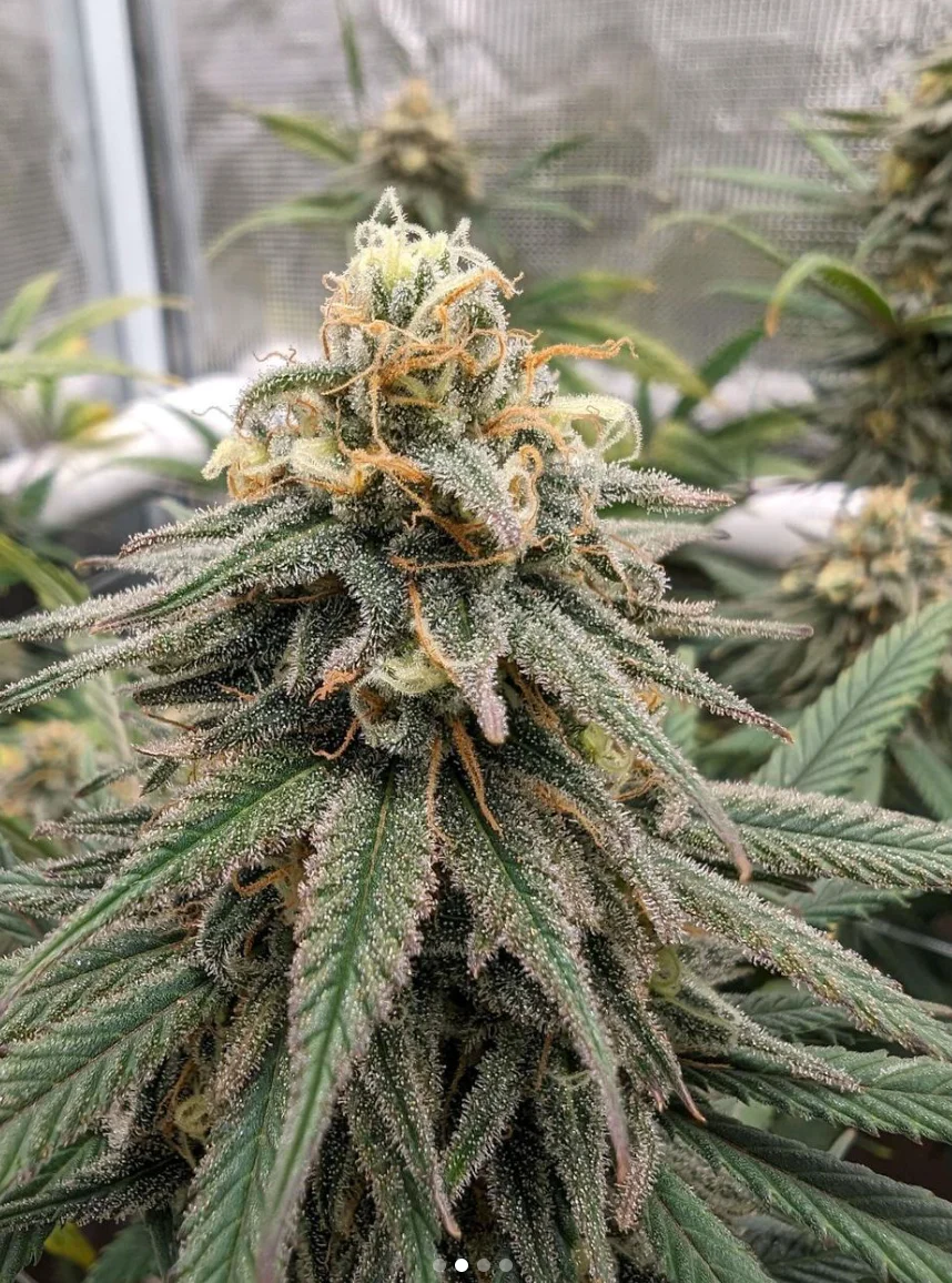 Santa Cruz Goat Farm - Wet Dreams (F) - Image 4