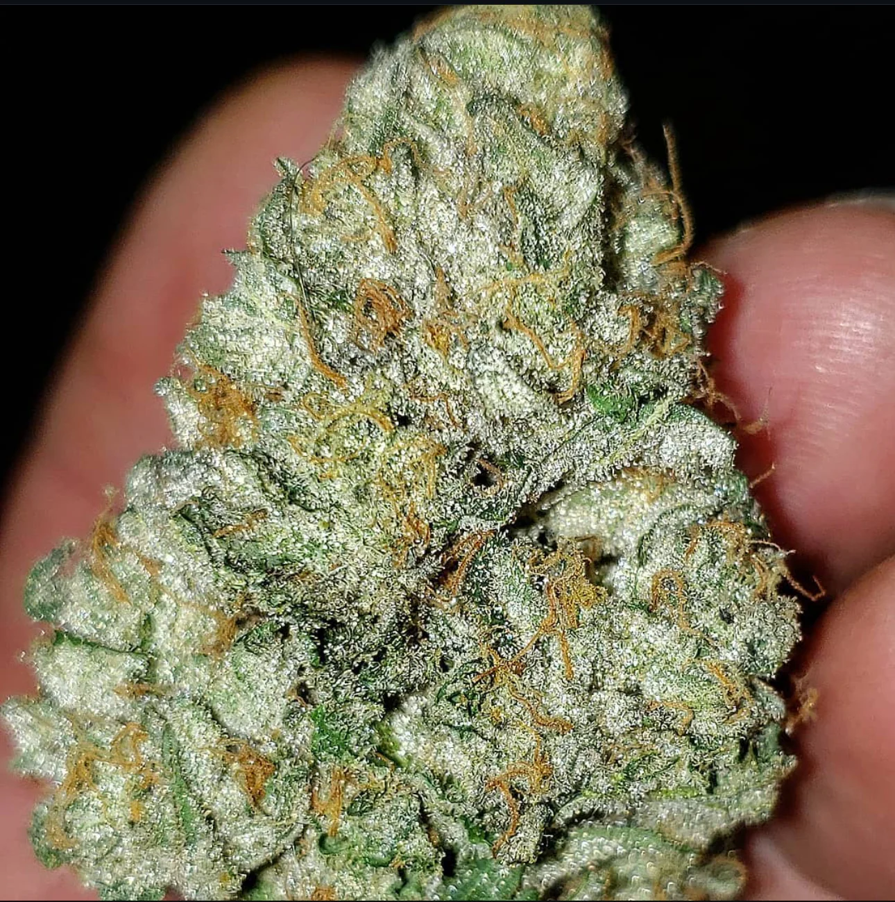 Thunderfudge Genetics - Chemmy Fuckin Sours - Image 3