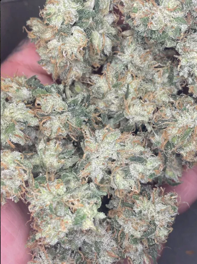 Thunderfudge Genetics - Frostee Paws - Image 3