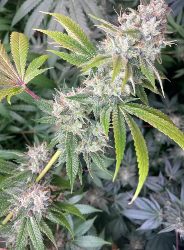 Thunderfudge Genetics - Golden Lemon Larry - Image 3