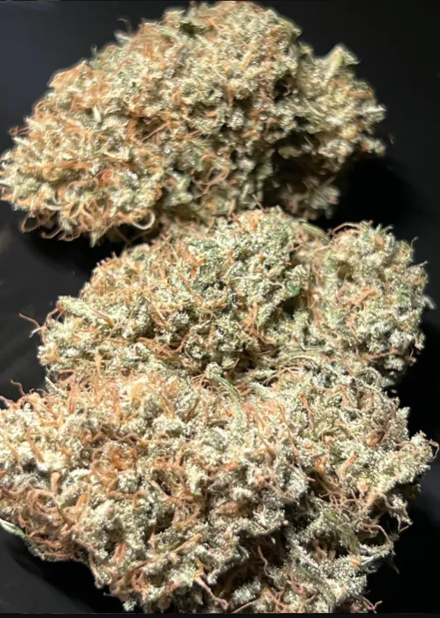 Thunderfudge Genetics - Golden Lemon Larry - Image 4