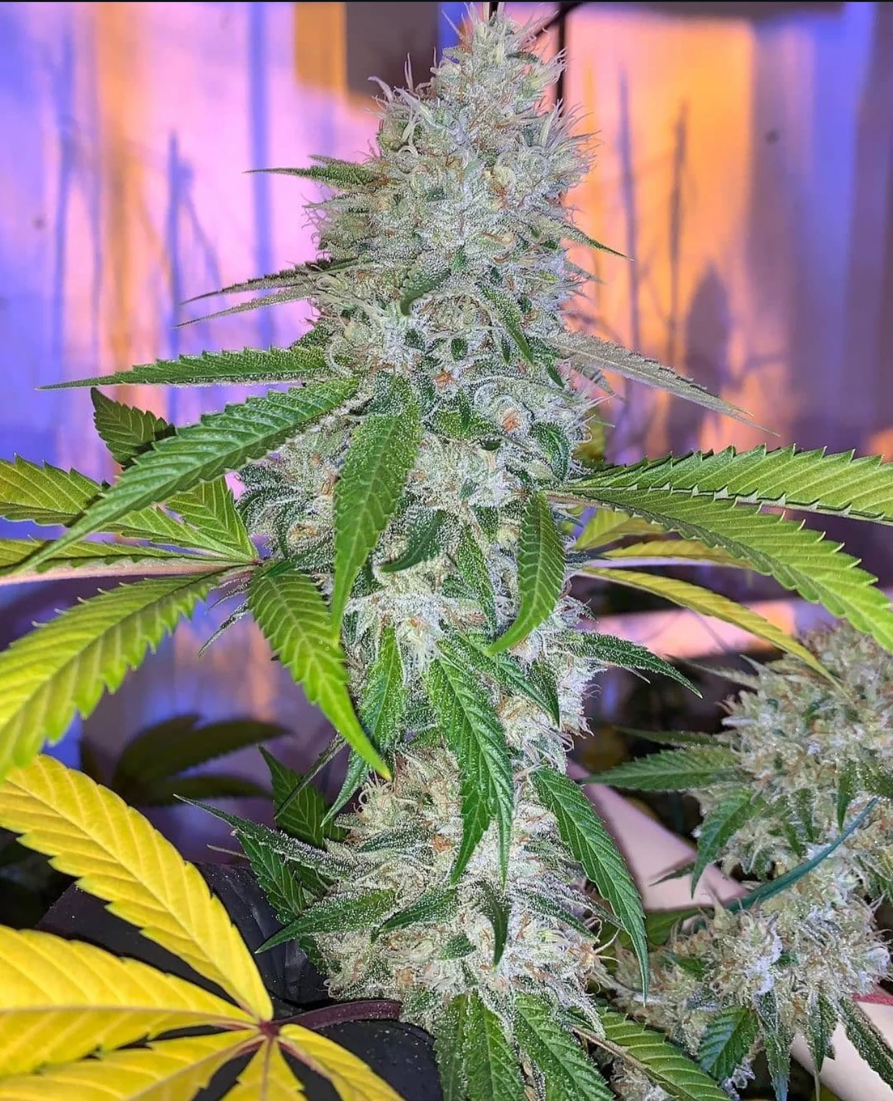 Thunderfudge Genetics - Mint Julep F3 - Image 3