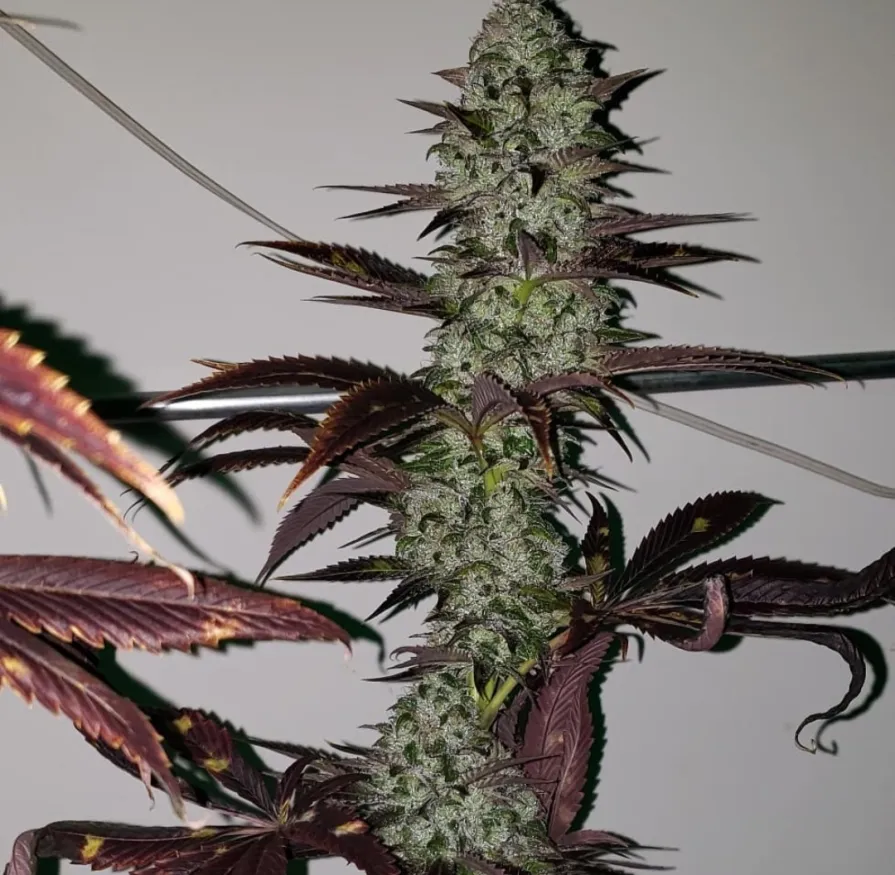 Thunderfudge Genetics - Slice Cream Cake - Image 3