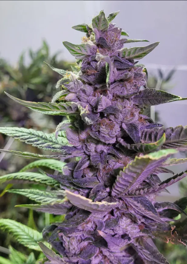 Thunderfudge Genetics - Snake & Mongoose - Image 3