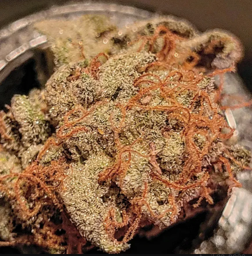 Thunderfudge Genetics - Snake & Mongoose - Image 4