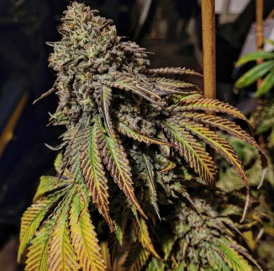 Thunderfudge Genetics - Sour Banana Bounce - Image 3