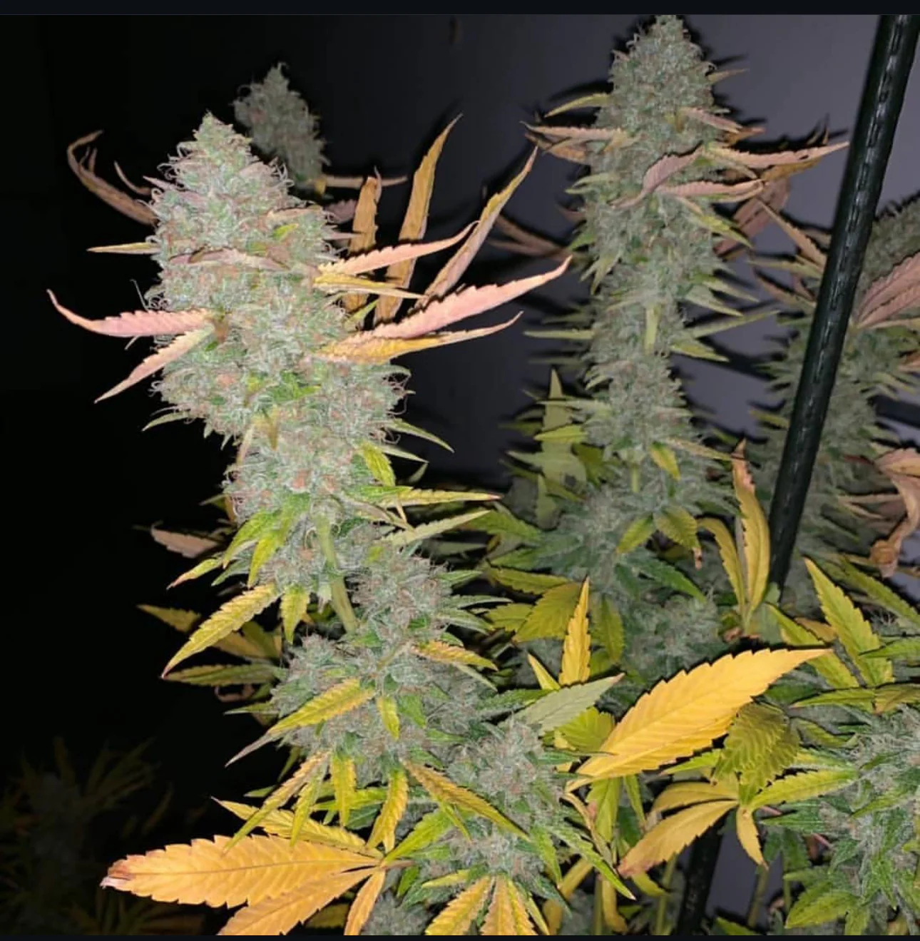 Thunderfudge Genetics - Sour Larry Bx2 F2 IX - Image 4