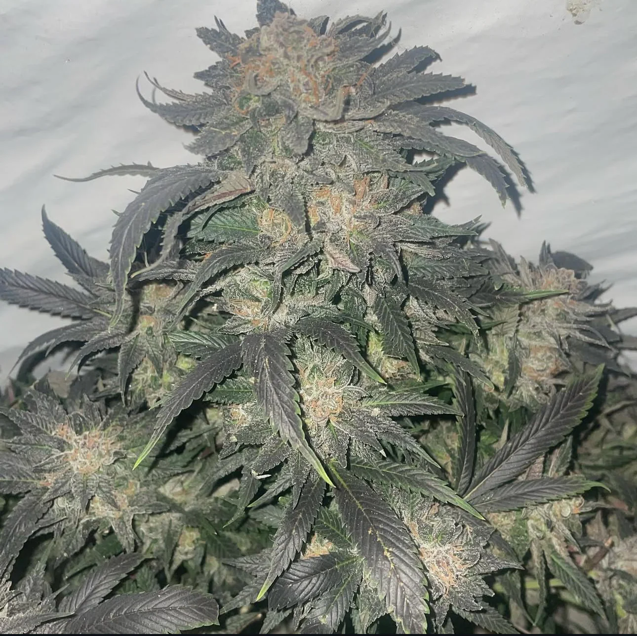 Top Dawg: Burmese BX - Image 2