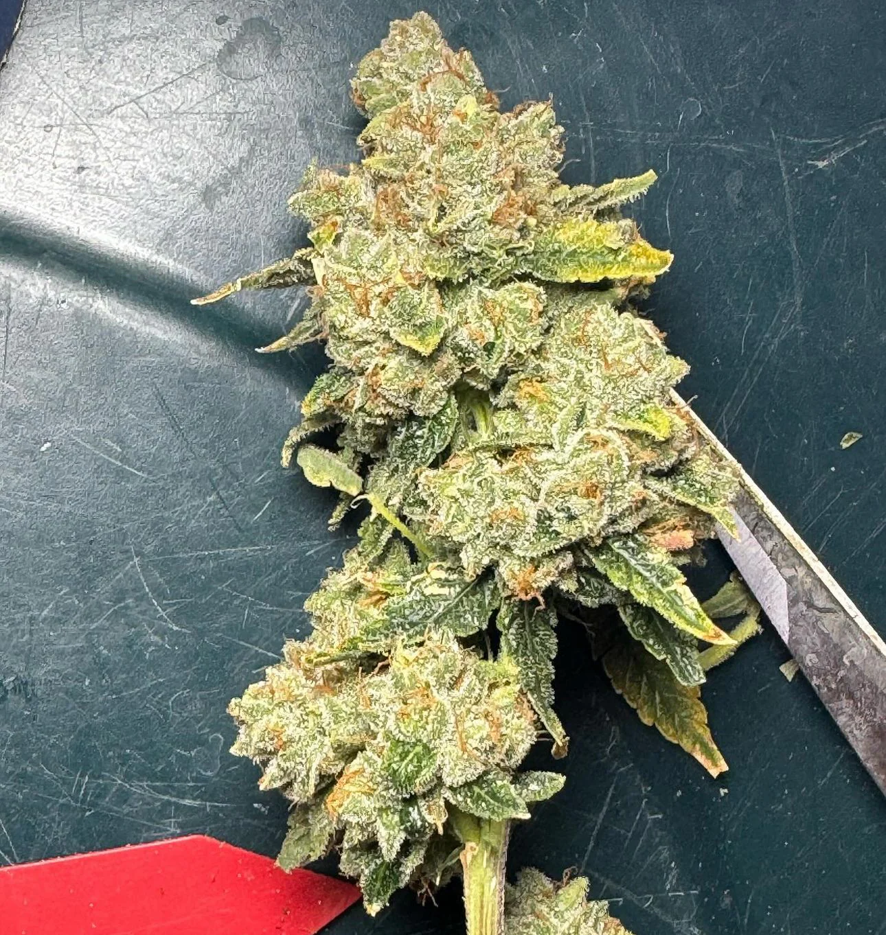 Top Dawg - Chemwrecker 2 - Image 2