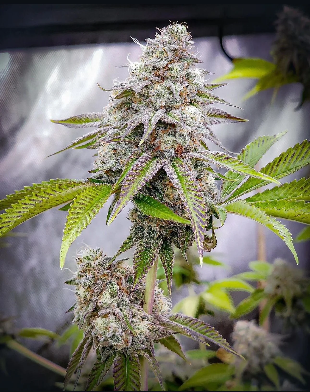 Top Dawg  - Dirty Taxi - Image 2