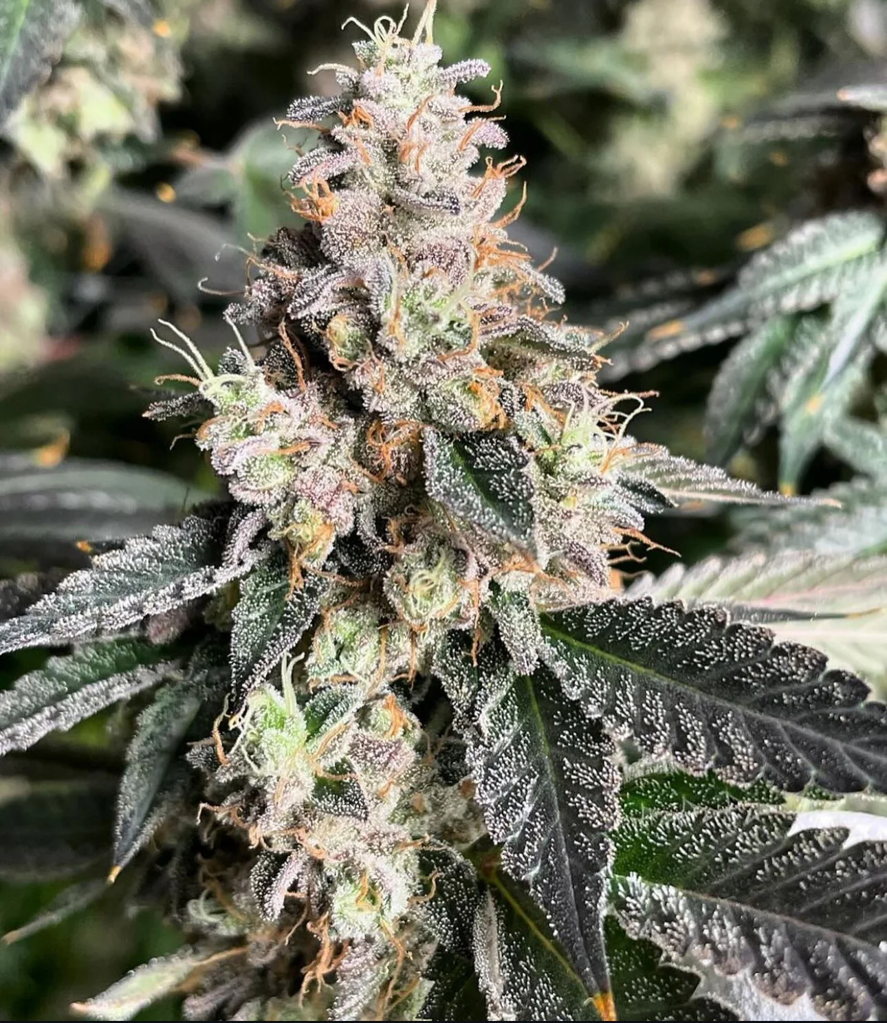 Top Dawg  - Dirty Taxi - Image 3