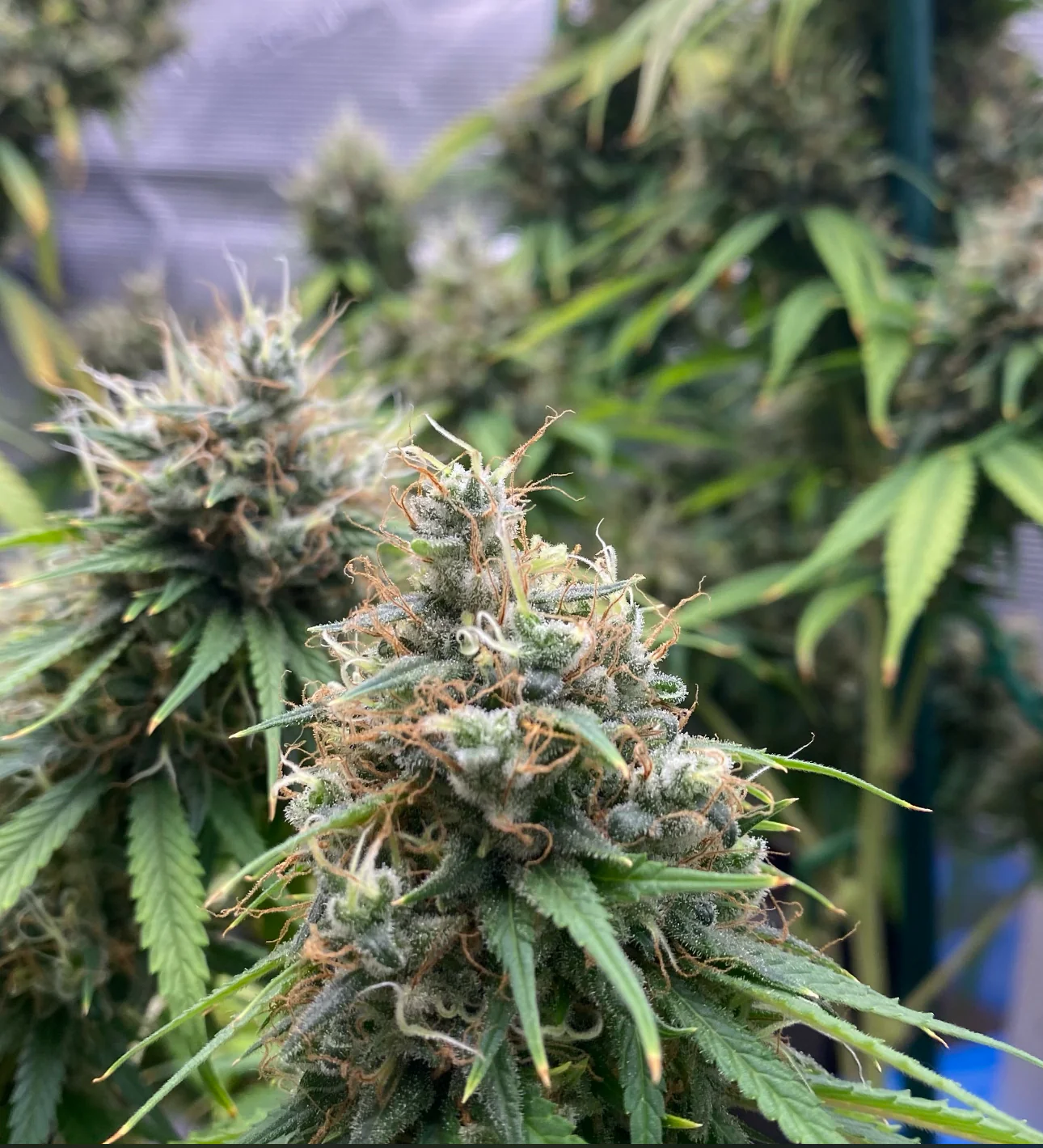 Top Dawg - Legend Haze - Image 2