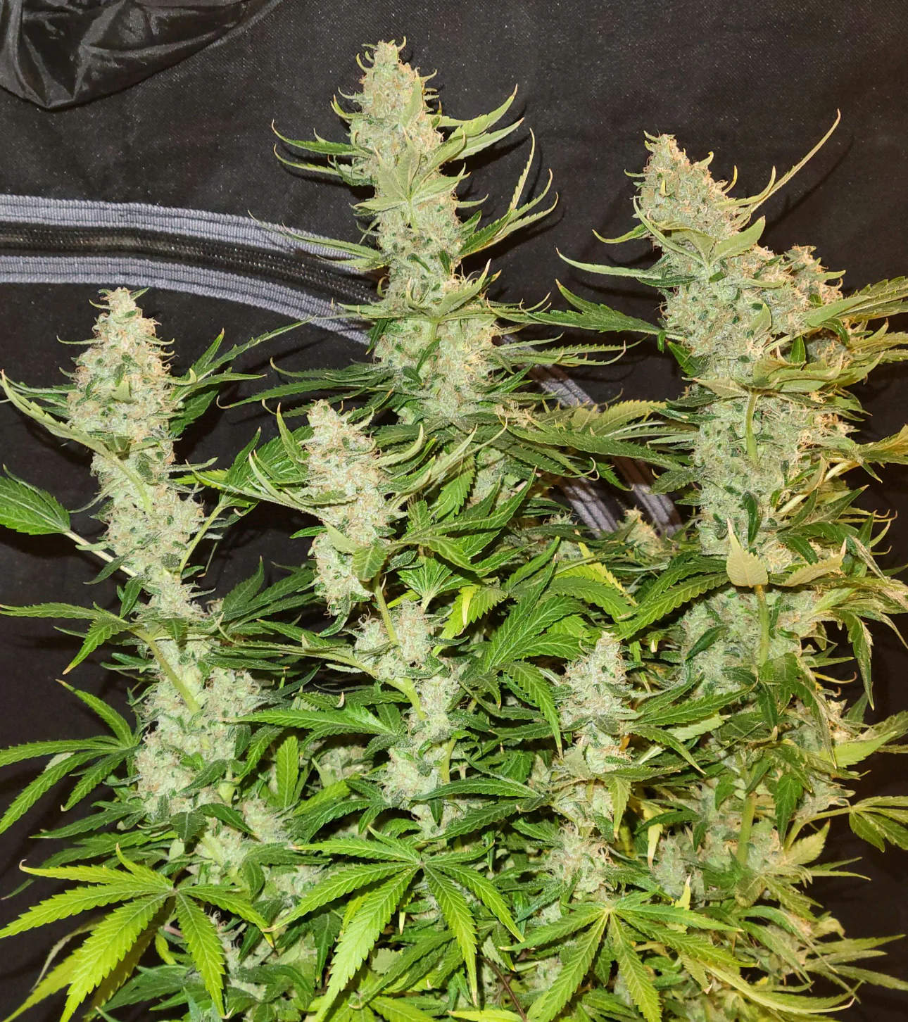 Top Dawg - Legend Haze - Image 4