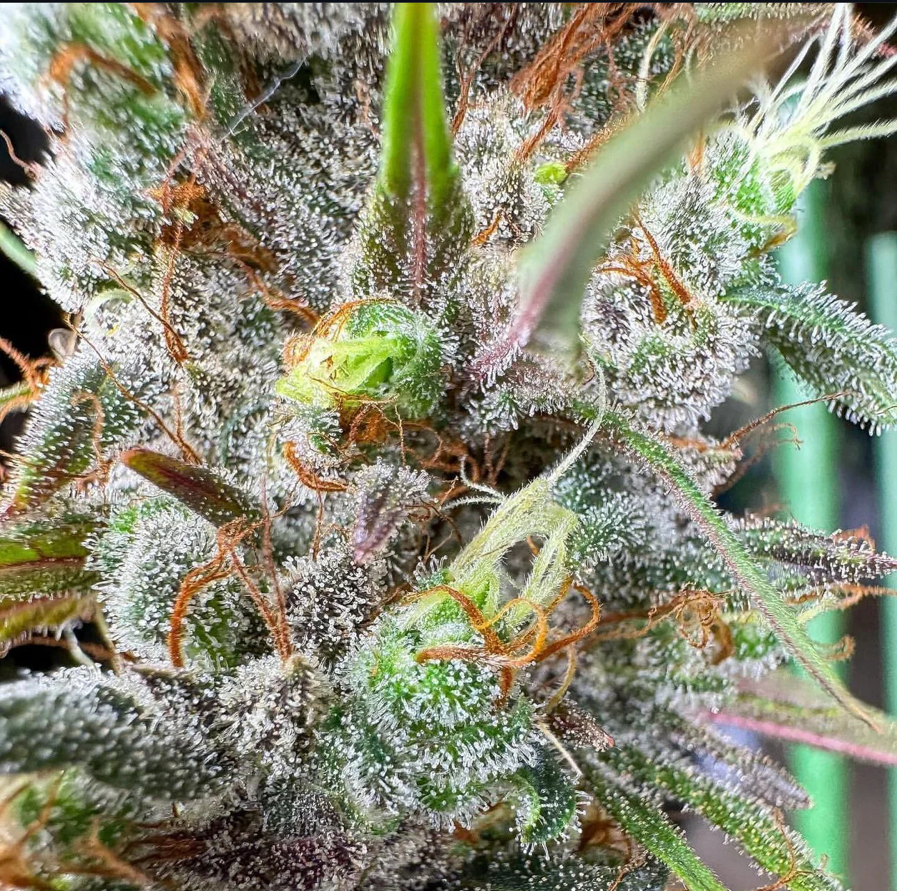 Top Dawg - Nigerian Haze F3 - Image 3