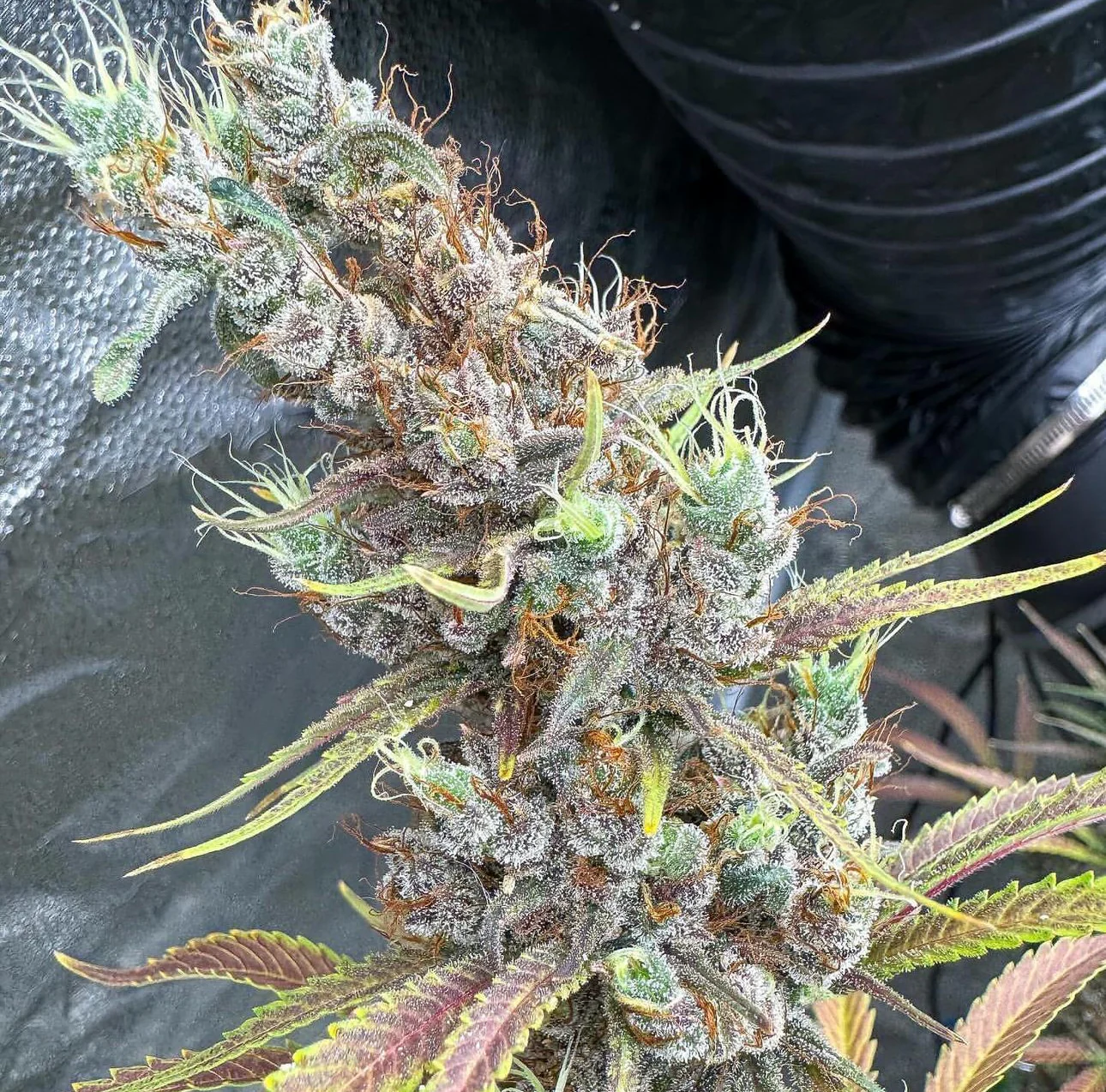 Top Dawg - Nigerian Haze F3 - Image 4