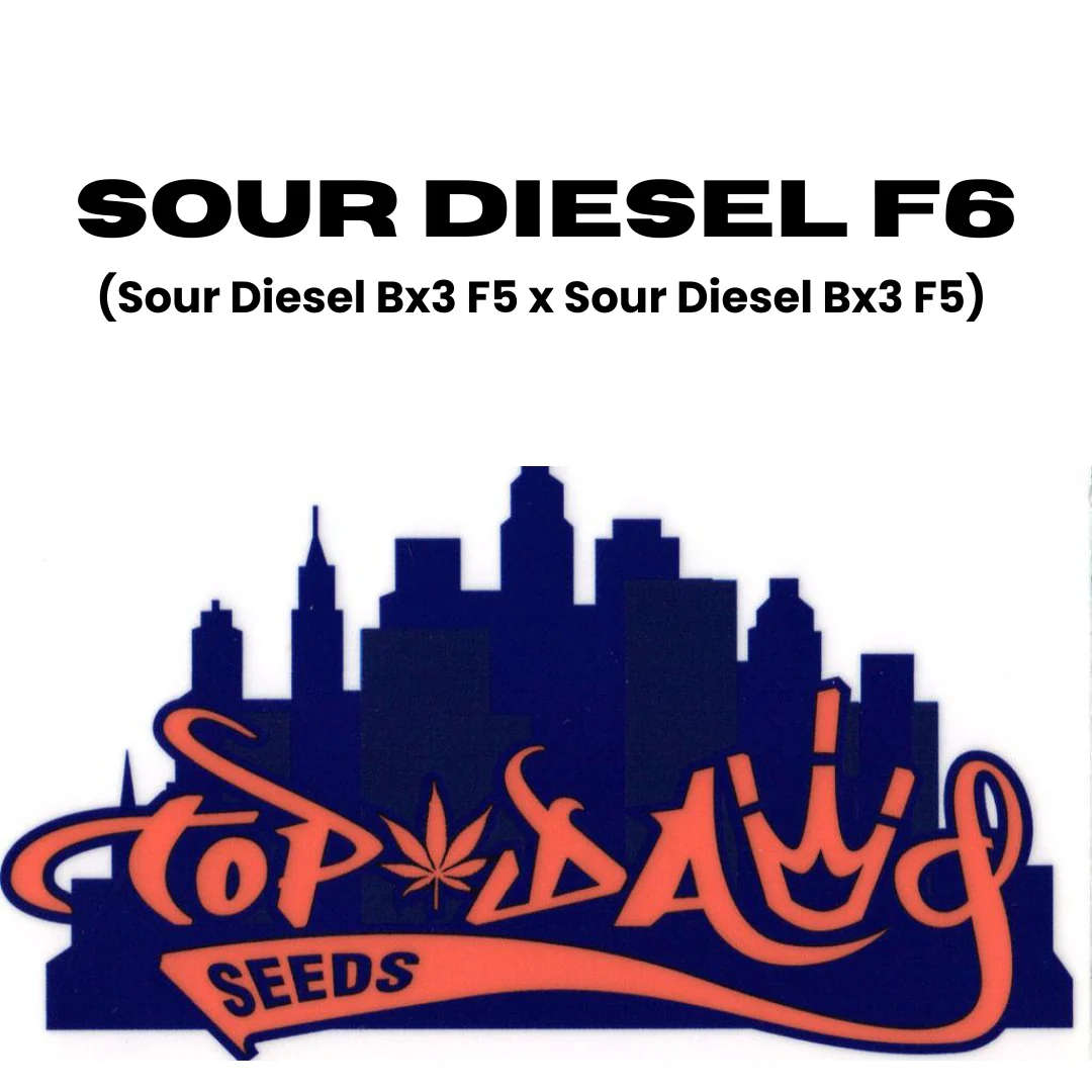 Top Dawg - Sour Diesel F6