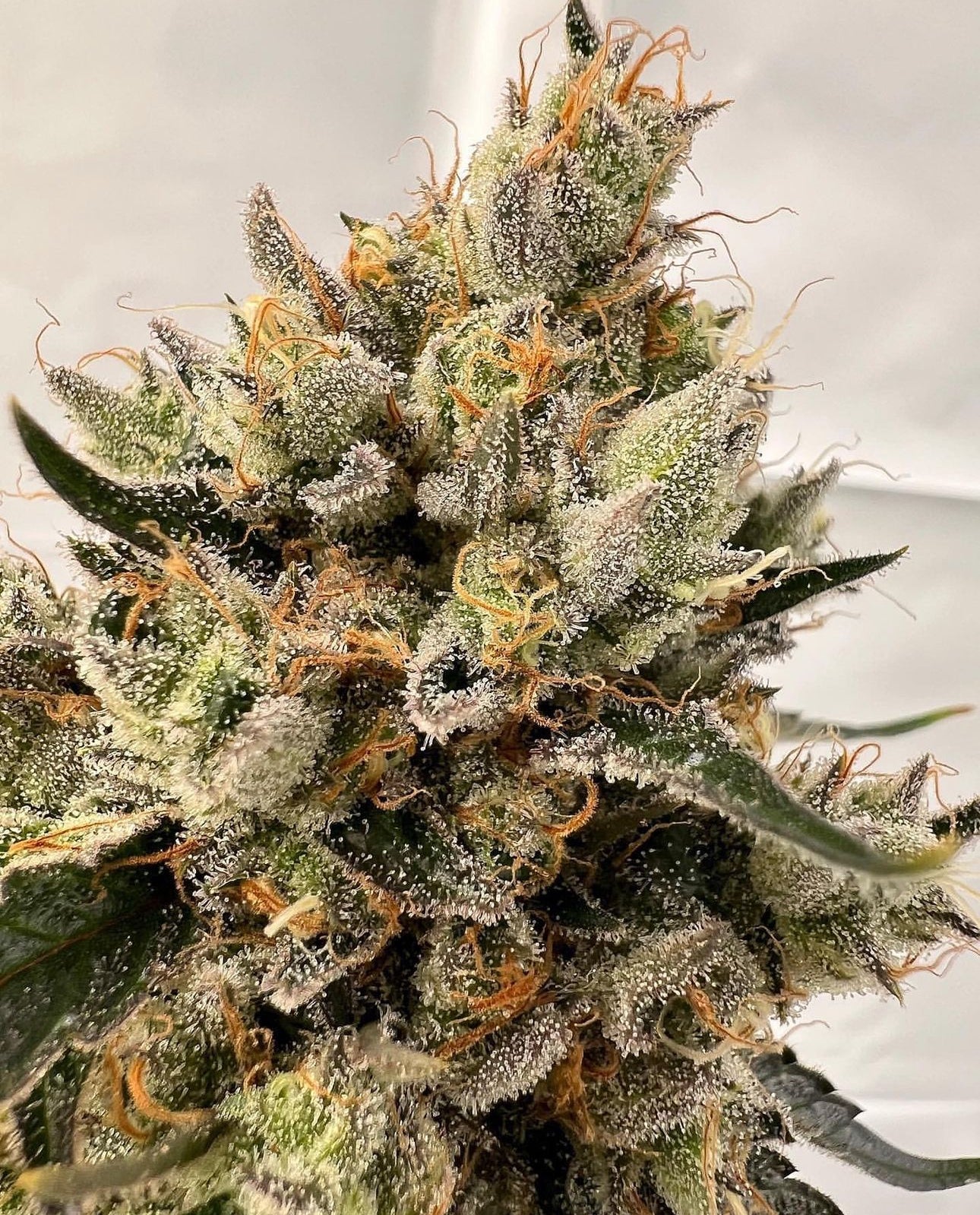 Top Dawg - Super Silver Star - Image 3