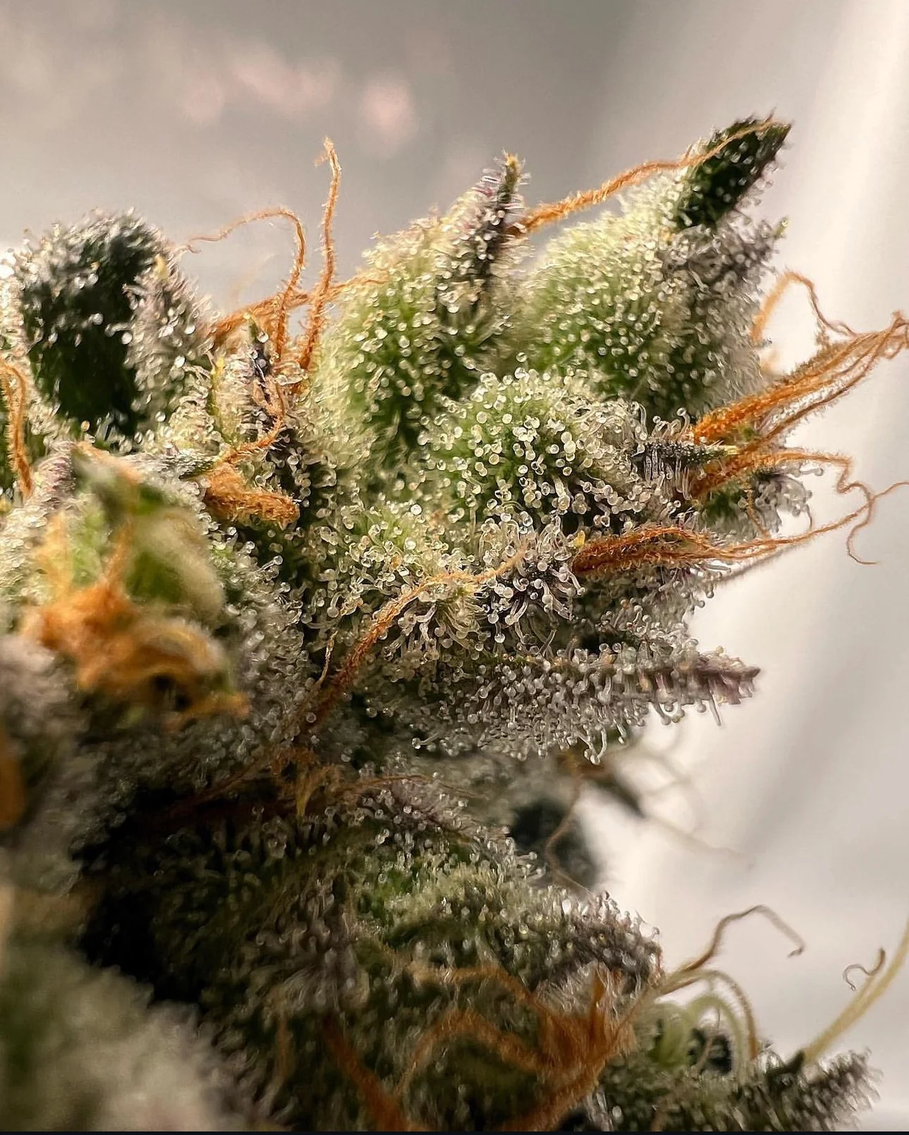 Top Dawg - Super Silver Star - Image 4