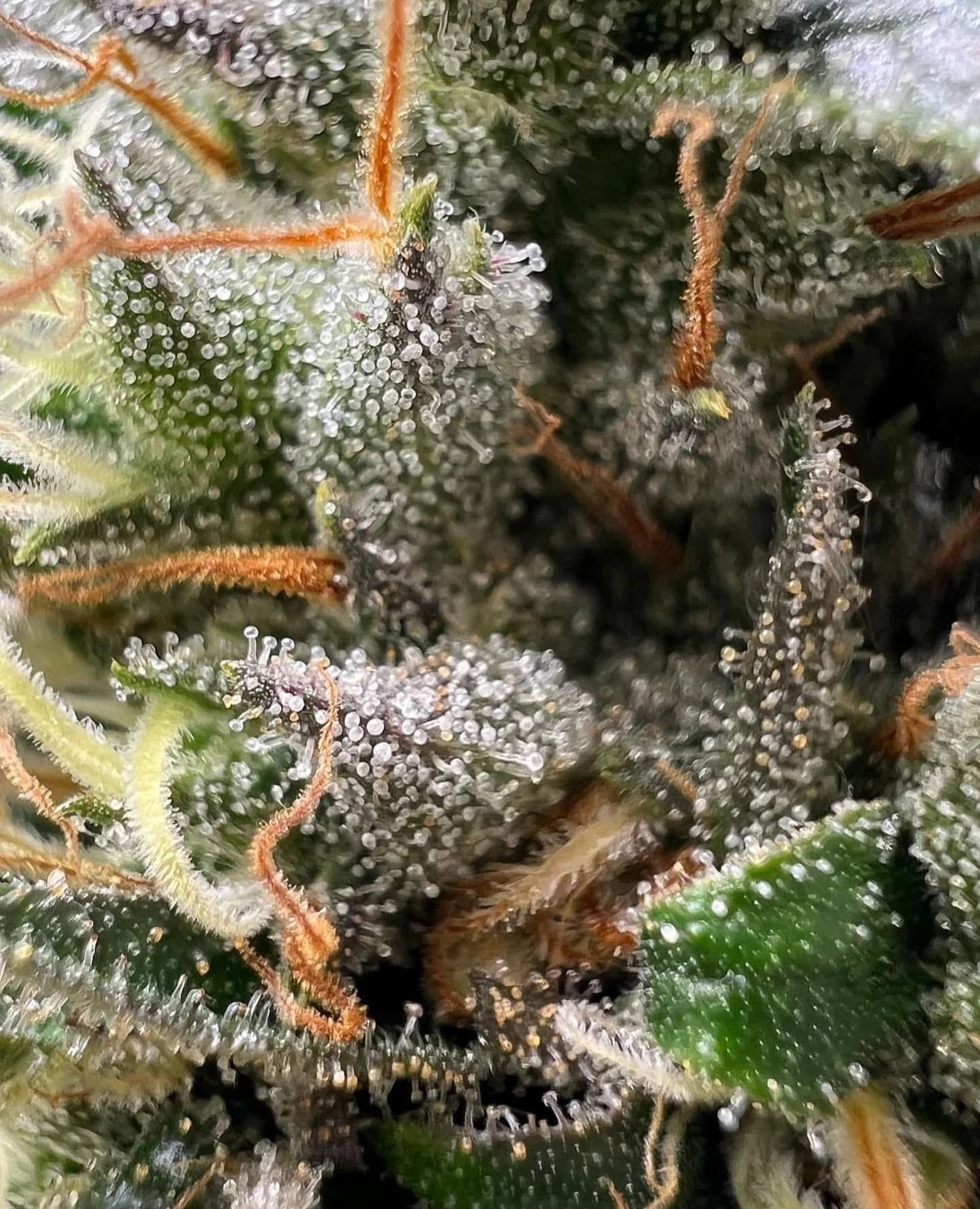 Top Dawg - Super Silver Star - Image 5
