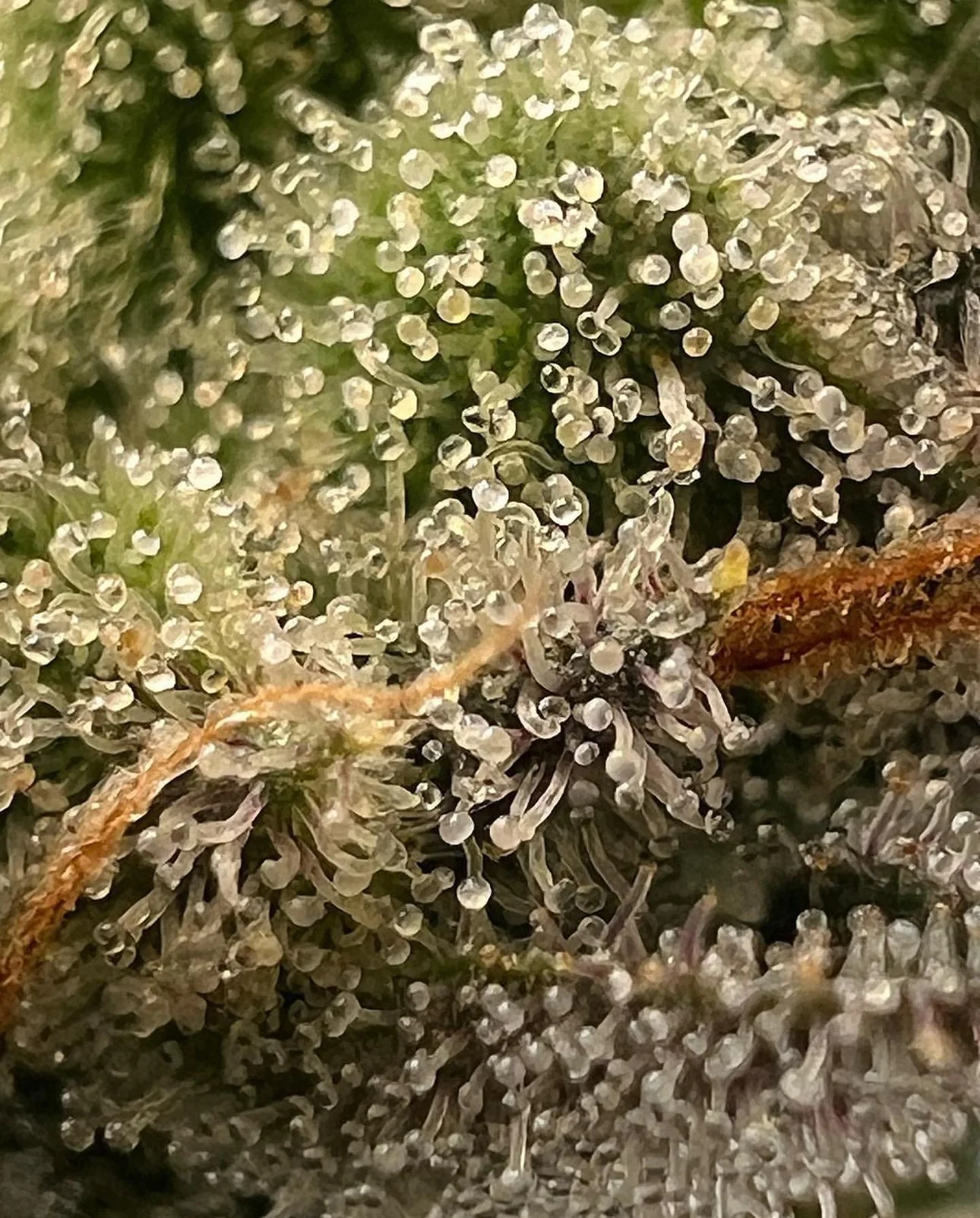 Top Dawg - Super Silver Star - Image 6